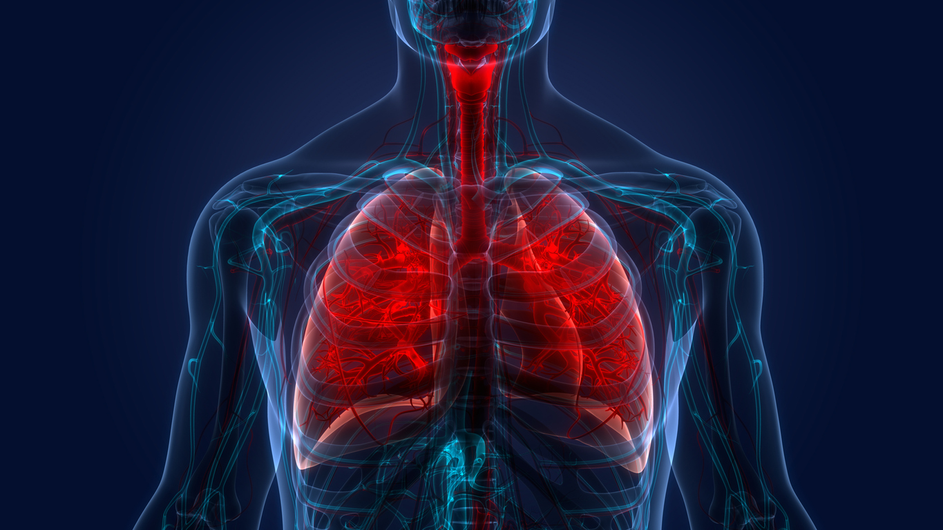 Human Respiratory System Lungs Anatomy